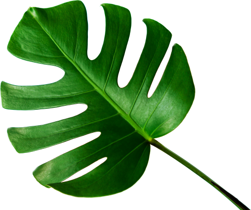 Monstera-leaf-isolated-on-transparent-background-2