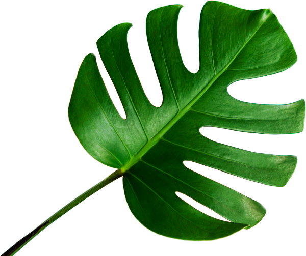 Monstera-leaf-isolated-on-transparent-background-PNG